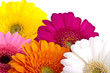 Foto: Gerber Daisies Gerber Daisies
