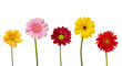 flower nature garden botany daisy bloom flower nature garden botany daisy bloom