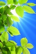 green leaves green leaves