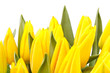beautiful yellow tulips