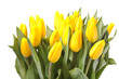 beautiful yellow tulips