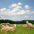 Herd sheep