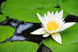 white waterlily white waterlily