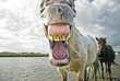 An appaloosa horse yawning and showing teeth.