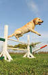 labrador en agility