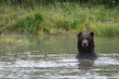 Grizzly schaut aus einem See