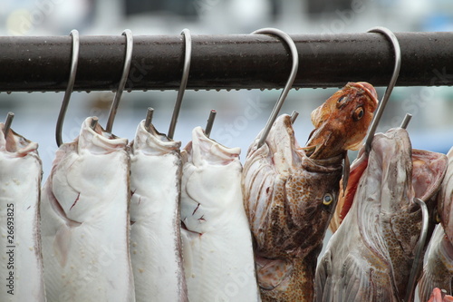 Foto: frisch gefangene Fische frisch gefangene Fische