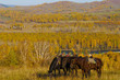 Three horses on the autumn hill