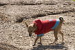 happy dog with clothes