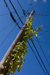 telephone pole with ivy growing up