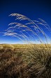 High Grass