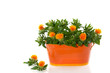 orange flower bouquet in an iron vase isolated on white backgrou