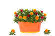 red orange flower bouquet in a iron vase isolated on white backg