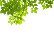 Leaves background Leaves background
