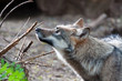 Junger Wolf