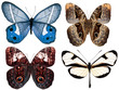 collection of butterflies isolated on white collection of butterflies isolated on white