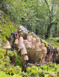 Seta, Psathyrella multipedata
