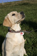 Labrador