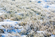 Foto: Frost on the ground Frost on the ground