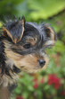 Foto: Junger Yorkshire Terrier - Rassehund Yorkshire Terrier Welpe Junger Yorkshire Terrier - Rassehund Yorkshire Terrier Welpe