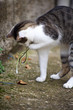 Foto: gatto con serpente gatto con serpente
