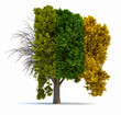 Four seasons