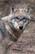Auge in Auge mit dem Wolf