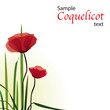 Carte de voeux, coquelicots, vecteur Carte de voeux, coquelicots, vecteur
