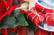 Poinsettia