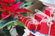 Poinsettia
