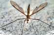 Moustique tipula