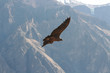 Photo: Condor flying through canyon Condor flying through canyon
