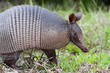 Armadillo