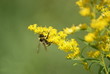 Insectes