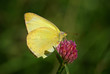 Insectes