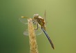 Libellules