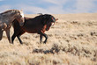 Wild Horse Stallions