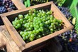 vignoble