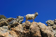 Mountain goat in Corsica's bush Mountain goat in Corsica's bush