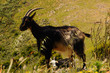Mountain goat in Corsica's bush Mountain goat in Corsica's bush