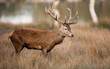 cerf cervidé chasse bois roi forêt brame cor biche mammifère