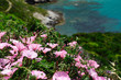 Pink bindweed over the cliff Pink bindweed over the cliff