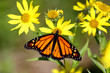 Monarch Butterfly (danaus plexippus) on Woodland Sunflowers Monarch Butterfly (danaus plexippus) on Woodland Sunflowers