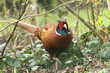 male pheasant in shrubs