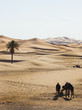 Kamele in der Wüste, Marokko, Sahara