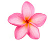 Pink Frangipani Plumeria flower