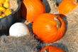 Still life of corn, orange and white pumpkins and straw