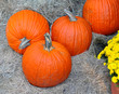 Pumpkins in display over a bed of straw