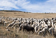 Rebaño de cabras y ovejas