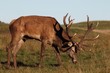 Stag feeding